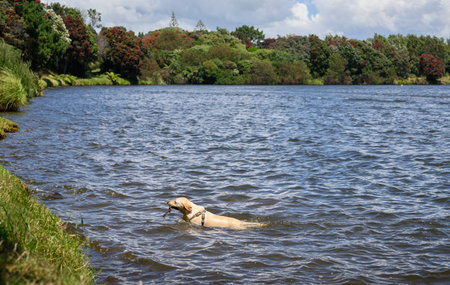 Dog swimming in Lake Rotomanu. Pohutukawa trees in bloom around the lake. New Plymouth. New Zealand.の写真素材