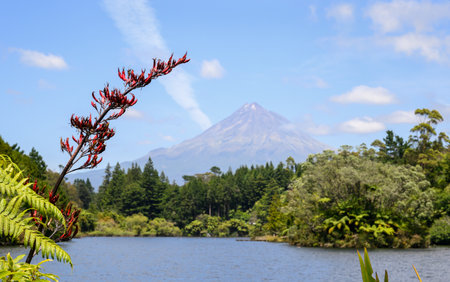 Native NZ flax in bloom at Lake Rotomanu. Out-of-focus Mt Taranaki in the distance. New Plymouth.の写真素材