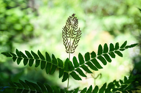 Beautiful Osmunda Regalis, common name Royal Fern in the forest. Seattle.の写真素材
