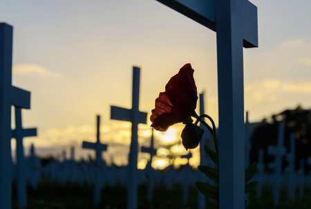 Silhouette image of red poppy flowers on white crosses at Armistice Day commemoration. Auckland. New Zealand.の写真素材