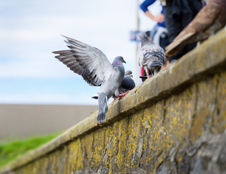 Pigeon landing on the seawall. Unrecognizable people walking on the beach.の写真素材