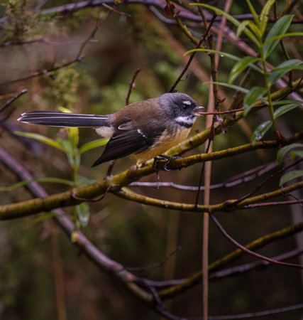 Fantail, also known as pÄ«wakawaka in MÄori, singing in the forest. Tongariro National Park. New Zealand.の写真素材