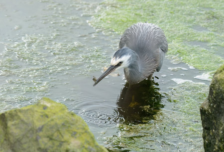 New Zealand white-faced heron eating a crab. Waimanu Lagoons, Kapiti Coast, New Zealand.の写真素材