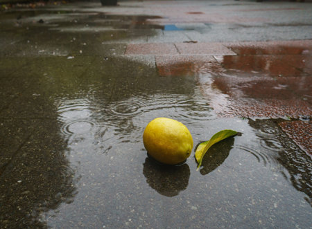 Lemon fell onto the wet pavement in the rain.の写真素材
