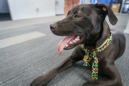 Close-up image of a black puppy wearing Christmas scarf, sitting on the carpet.の写真素材