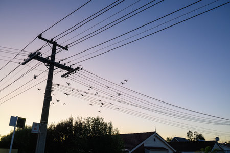 Birds flying over the power post and power cables at dawn. Auckland.の写真素材