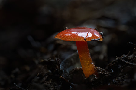 Hygrocybe subheteromorpha, glutinous red waxgill, in the forest of Hunua Ranges. Auckland.の写真素材