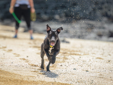 A black puppy running to catch the ball. Unrecognizable owner with dog ball thrower in the...