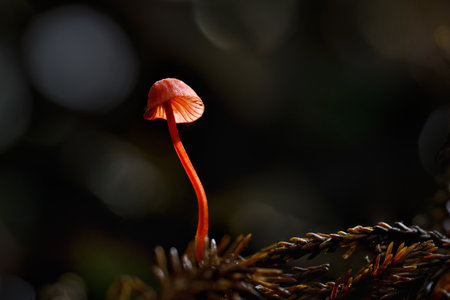 Ruby Bonnet (Cruentomycena viscidocruenta), tiny bright red fungus in the forest. Auckland.の写真素材