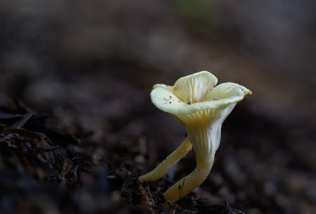 Yellow chanterelle in the forest of Hunua Ranges. Auckland.の写真素材