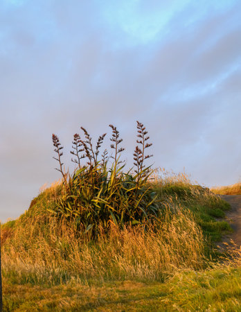 Native New Zealand Flax (Harakeke) on top of the hill at sunset. Tongaporutu. Taranaki.の写真素材