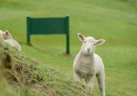 Baby lamb grazing on the green hills. Back of the park sign on the grass. Golden Bay, South Island.の写真素材
