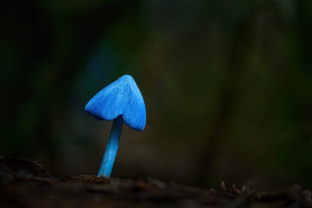 Entoloma hochstetteri, also known as the blue pinkgill. Rotorua. New Zealand.の写真素材