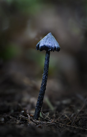 Black mushroom ( Hygrocybe conica), also known as  blackening waxcap, witchâs hat. All parts of the fruit body blackening when bruised or with age.の写真素材