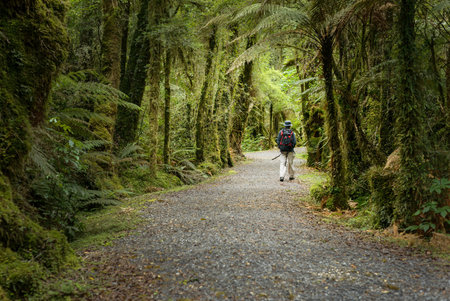 Man hiking Fox Glacier Walk in the forest. West Coast. South Island. New Zealand.の写真素材