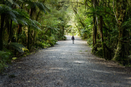 Man walking in the forest. Fox Glacier Walk. West Coast. South Island. New Zealand.の写真素材