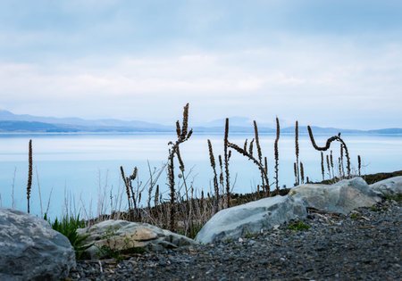 Dried wildflowers on the shore of Lake Tekapo. South Island.