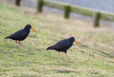 Variable oystercatchers wandering on green grass by the beach. Otago Peninsula. South Island. New Zealandの写真素材