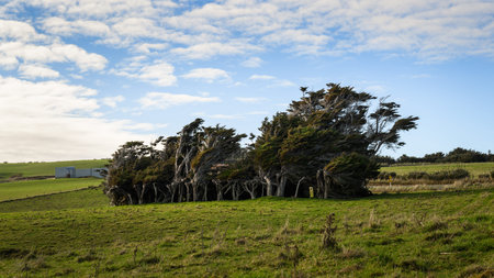 Bending trees shaped by extreme wind that blow up from Antarctica. Slope Point, southernmost point...