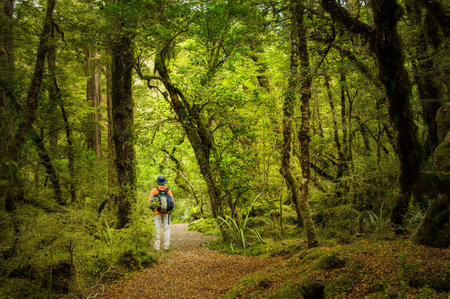 Man walking in the red beech forest. Lake Gunn Nature Walk. Fiordland National Park. South Island. New Zealand.の写真素材