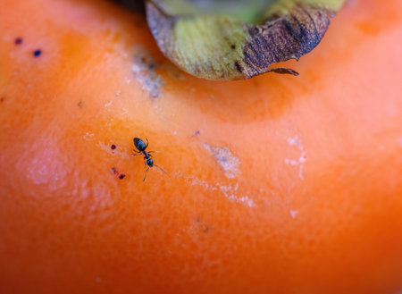 An ant crawling on a ripe persimmon.の写真素材