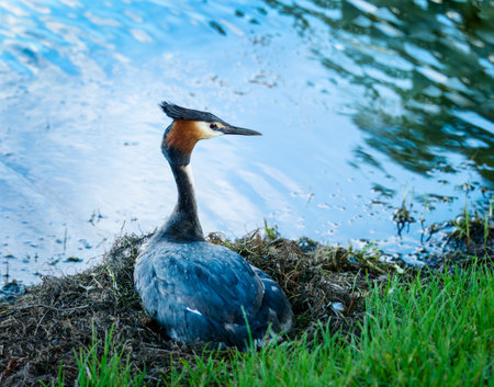 Australasian crested grebe sitting on its floating nest. Lake Wakatipu. Queenstown. South Island.の写真素材