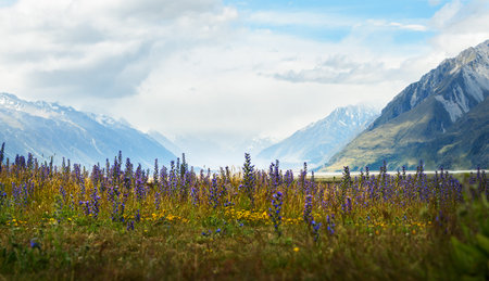 Purple lupins in bloom. Hooker Valley. Mt Cook National Park. South Island.