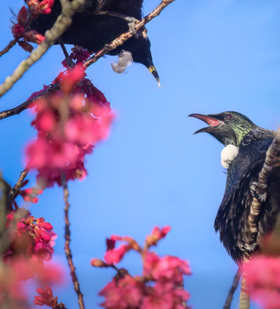 Two Tui birds fighting over flowering cherry blossoms. Auckland. New Zealand.の写真素材