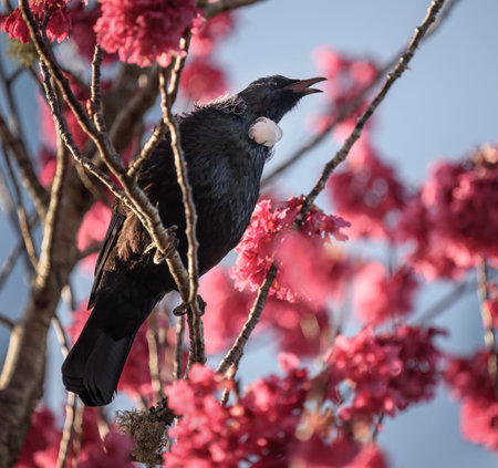 Tui bird singing among cherry blossoms.  Auckland.の写真素材