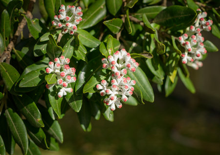 Close-up view of Pohutukawa flower buds. A member of the myrtle family. Auckland.の写真素材