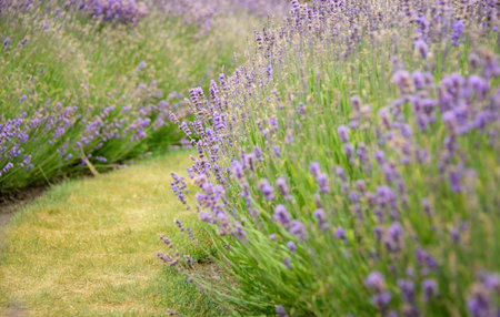 Beautiful blooming lavender flowers in the field.の写真素材