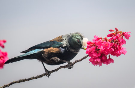 Tui bird feeding on nectar from cherry flowers.  Auckland.の写真素材