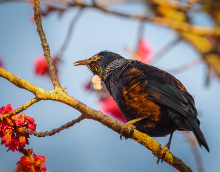 Tui bird singing in cherry flowers. Auckland.の写真素材