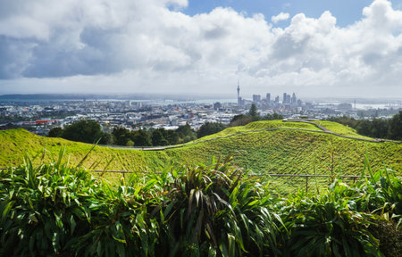 Native New Zealand Flax (Harakeke) by the side of Mt Eden volcanic crater. Sky Tower and cityscape in the distance. Auckland.の写真素材