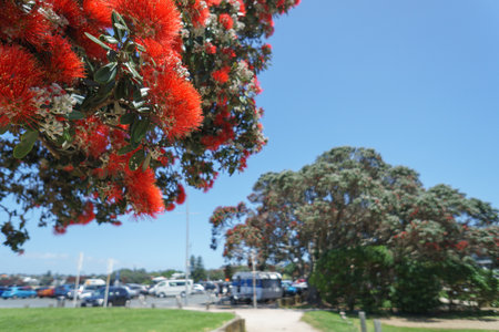 Pohutukawa trees in bloom. Takapuna Beach carpark in summer.  Aucklandの写真素材
