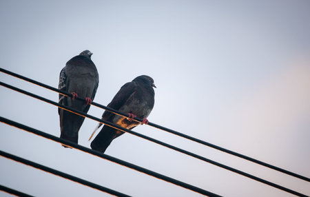 Low angle view of two pigeons sitting on the wire.