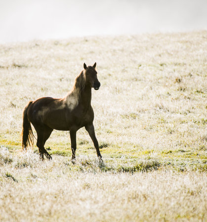 Back lit Kaimanawa horse breathing in the cold. New Zealand.の写真素材