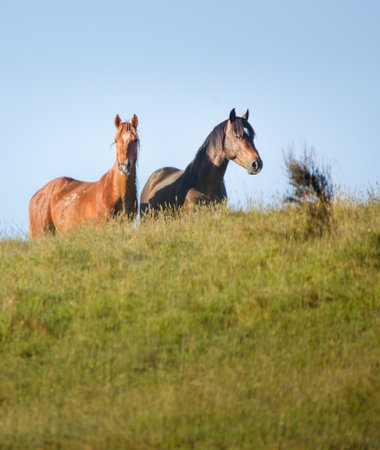 Two Kaimanawa horses standing on the top of hill. Kaimanawa Range. New Zealand.の写真素材