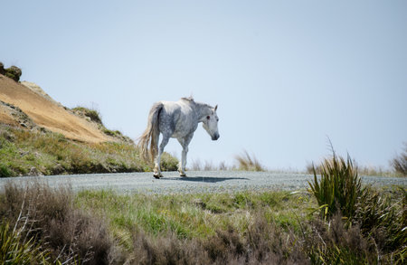 A lonely white Kaimanawa horse walking on hilltop. Kaimanawa Range. New Zealand.の写真素材