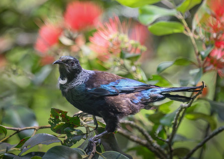Tui bird perched on Pohutukawa tree with red flowers.の写真素材