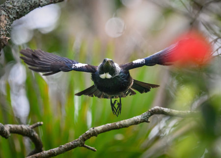 Tui bird flying among flowering Pohutukawa trees. Auckland.