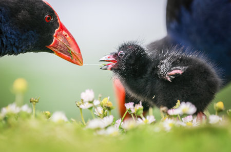 Pukeko feeding the chick on green grass. Western Springs Park, Auckland.の写真素材