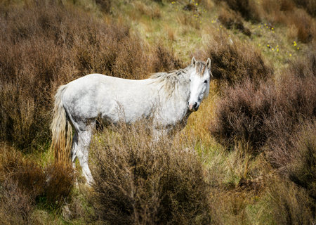 A white Kaimanawa horse among the hardy shrubs. New Zealand.の写真素材