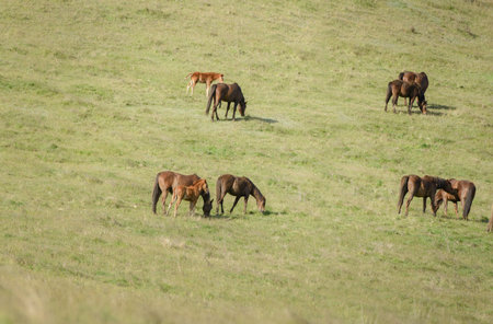 Group of Kaimanawa horses grazing on green grass. Kaimanawa Range. New Zealand.の写真素材
