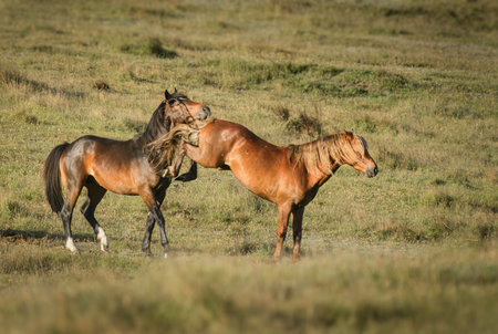 Two young horses playing back kick. Kaimanawa Range. New Zealand.の写真素材