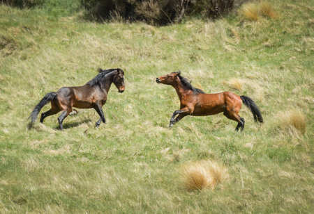 Two young horses charging towards each other. Kaimanawa Range. New Zealand.の写真素材