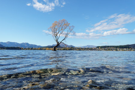 Wanaka tree in autumn. Rocks under the clear shallow water. Lake Wanaka. South Island.の写真素材