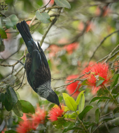 Tui bird hanging uoside down and feeding on nectar of Pohutukawa flowers.の写真素材