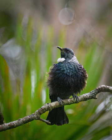 Tui bird perched on tree. Vertical format.の写真素材
