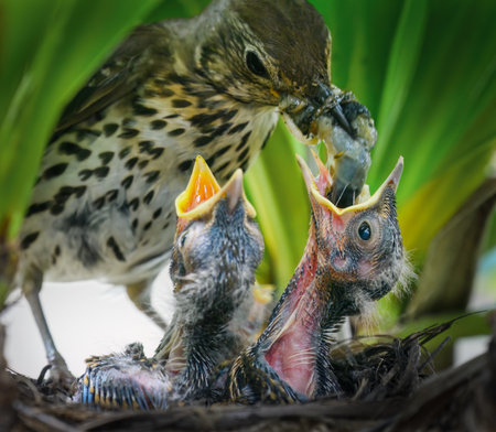 Song thrush (Turdus philomelos) feeding her hungry baby chicks a giant worm.の写真素材